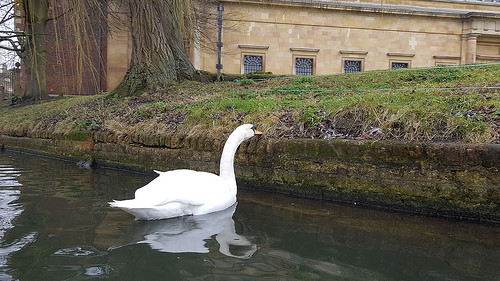Punting at Cambridge