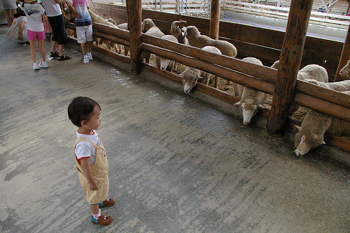 Daegwallyong Sheep Farm