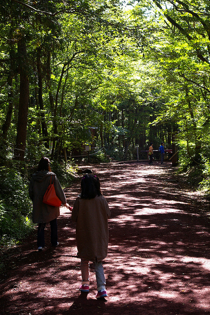 Jeju Trip (사려니숲길)