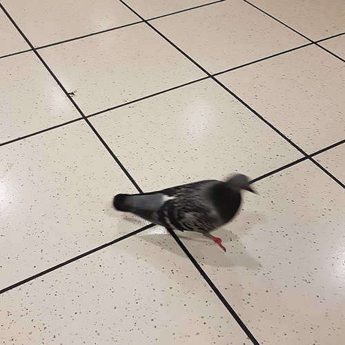 Termini Station, Roma