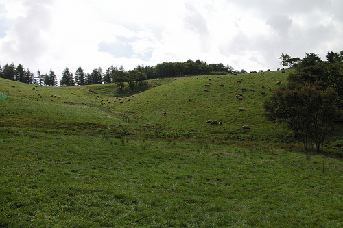 Daegwallyong Sheep Farm