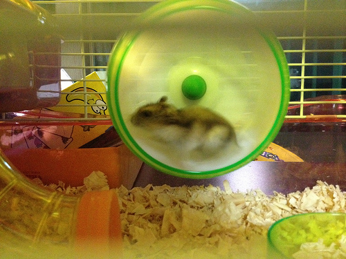 A hamster, named 유슬이